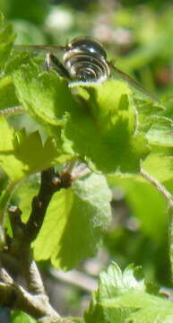 Image of Eristalis saxorum Wiedemann 1830