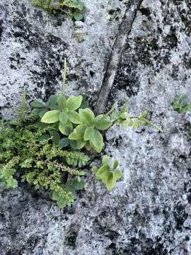 Image of Polynesian peperomia