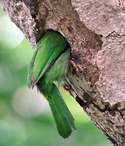 Psilopogon lineatus (Vieillot 1816) resmi