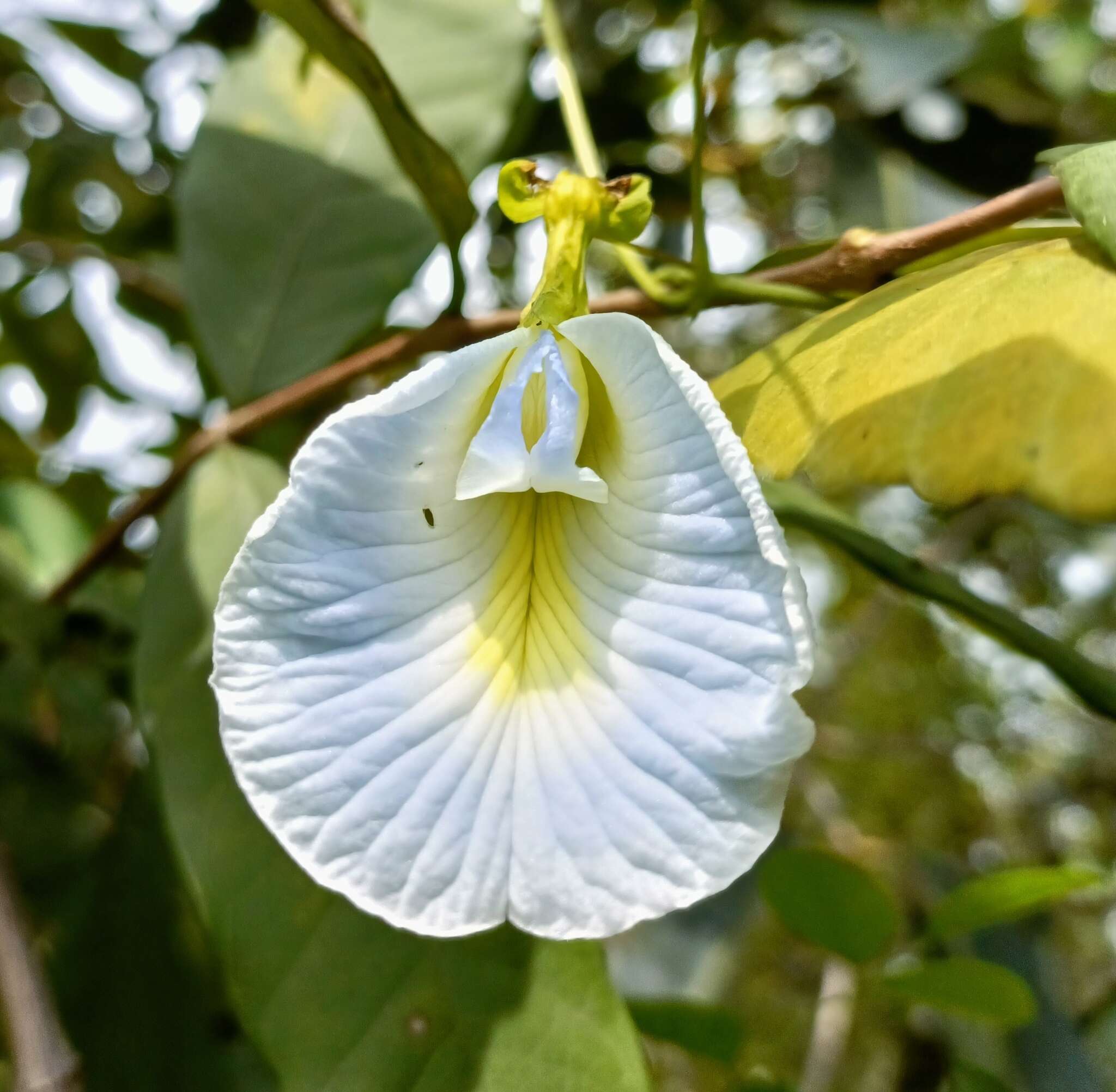 Слика од Clitoria ternatea var. ternatea