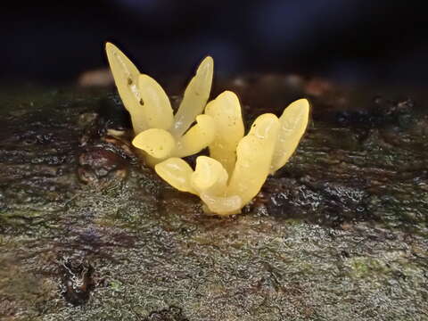 Image de Calocera furcata (Fr.) Fr. 1827