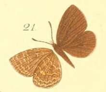 Слика од Epitolina dispar (Kirby 1887)