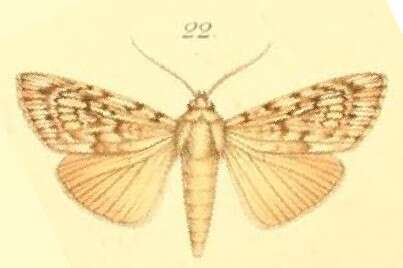 Image of Tachosa acronyctoides Walker 1873