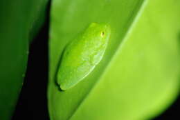 Image of Fleischmann's Glass Frog