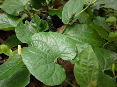 Image of Indian long pepper