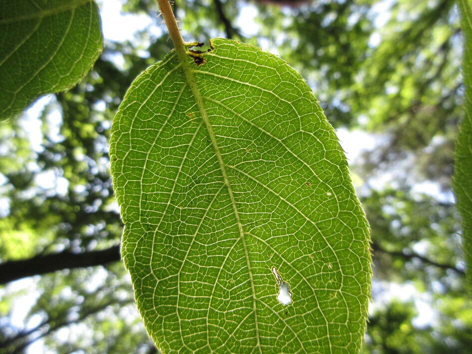 Image of tara vine