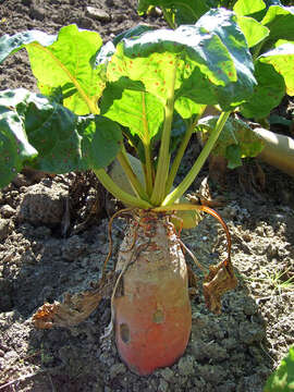 Image of Beta vulgaris subsp. vulgaris Altissima