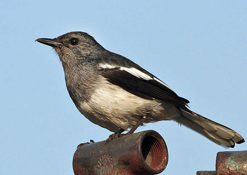 Image of Oriental Magpie Robin