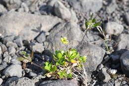 Image of Canadian arctic draba