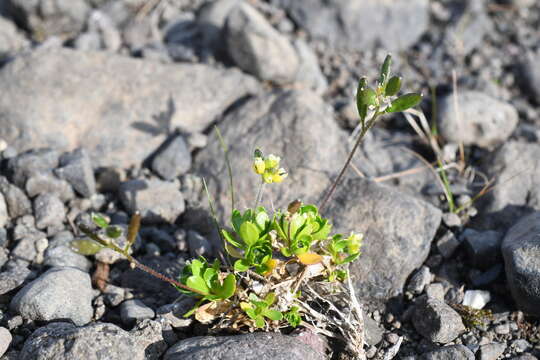 Image of Canadian arctic draba