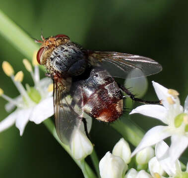 Image of marmoratus species group