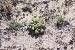 Image of Faucaria subintegra L. Bol.