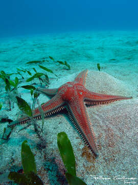 Image of Astropecten aranciacus (Linnaeus 1758)