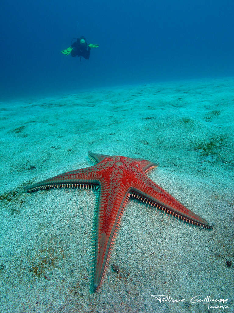 Image of Astropecten aranciacus (Linnaeus 1758)