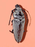 Image of Trictenotoma childreni Gray ex Griffith 1832