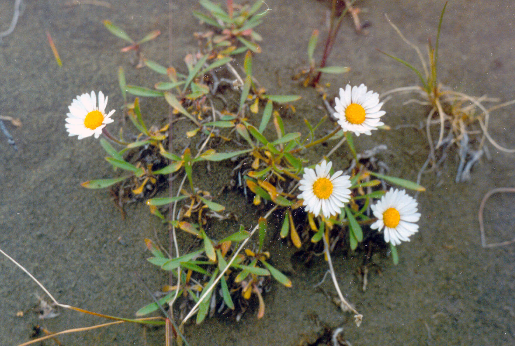 Image of Erigeron silenifolius (Turcz. ex DC.) Botsch.