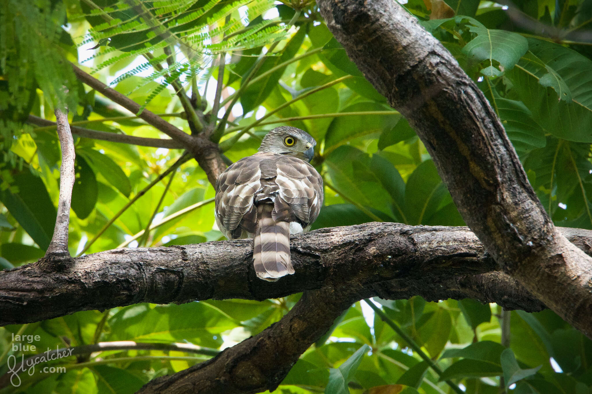 Image of Accipiter trivirgatus indicus (Hodgson 1836)