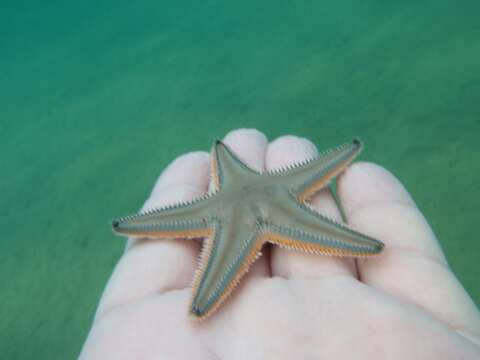 Image of Astropecten jonstoni (Delle Chiaje 1827)