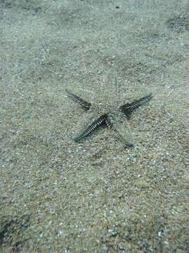 Image of Astropecten platyacanthus (Philippi 1837)