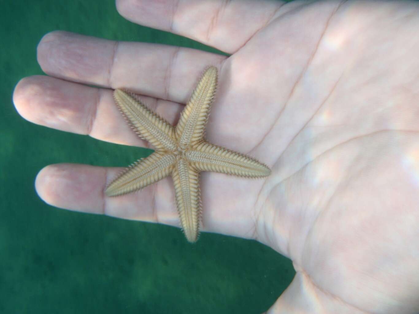 Image of Astropecten platyacanthus (Philippi 1837)