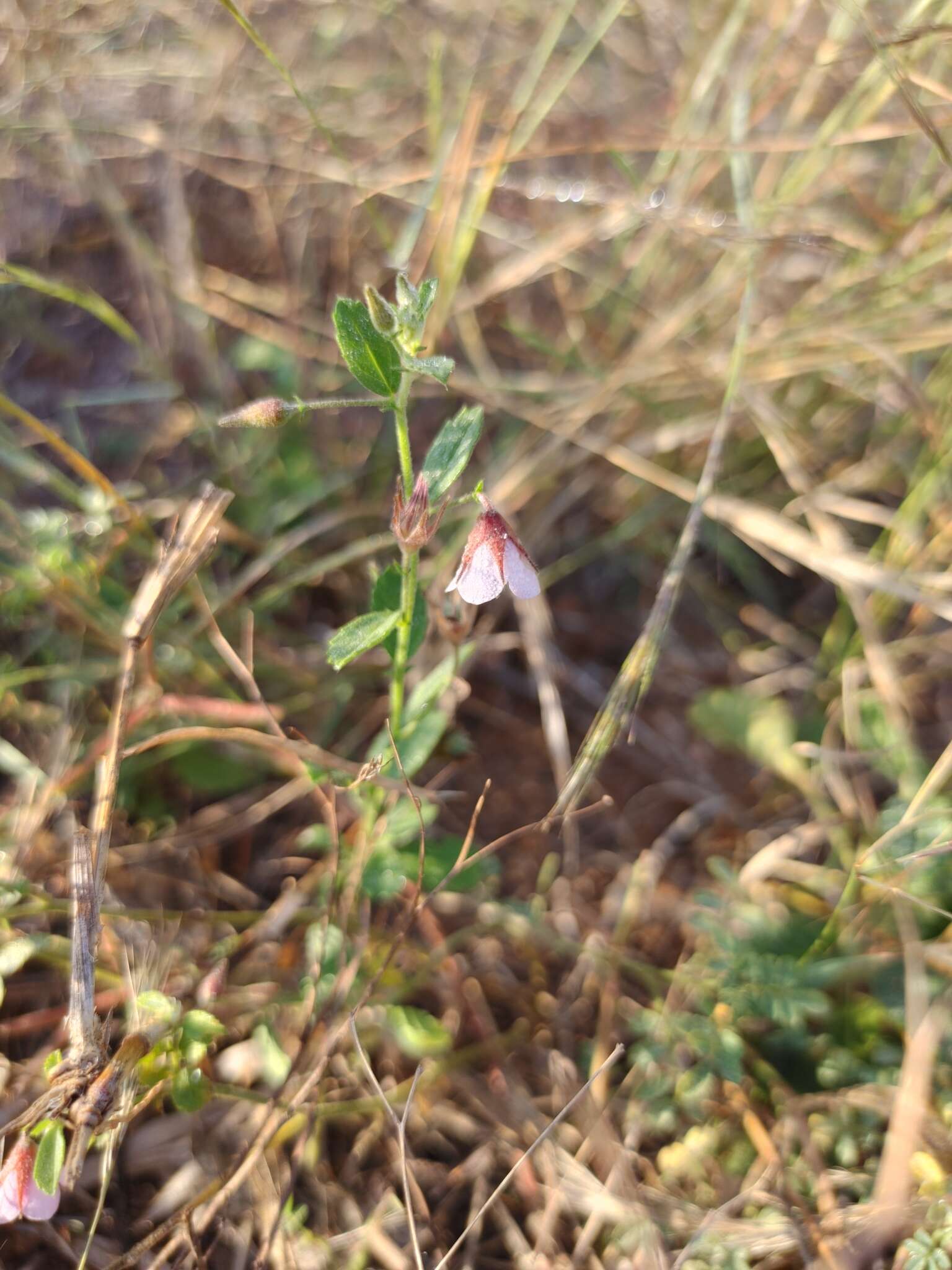 Image of Hermannia glanduligera K. Schum ex Schinz