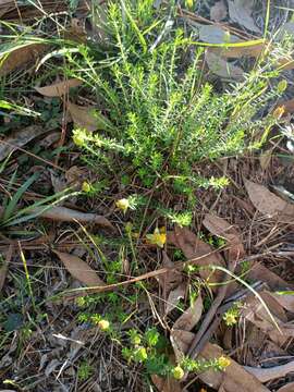 Image of Hibbertia vestita A. Cunn. ex Benth.