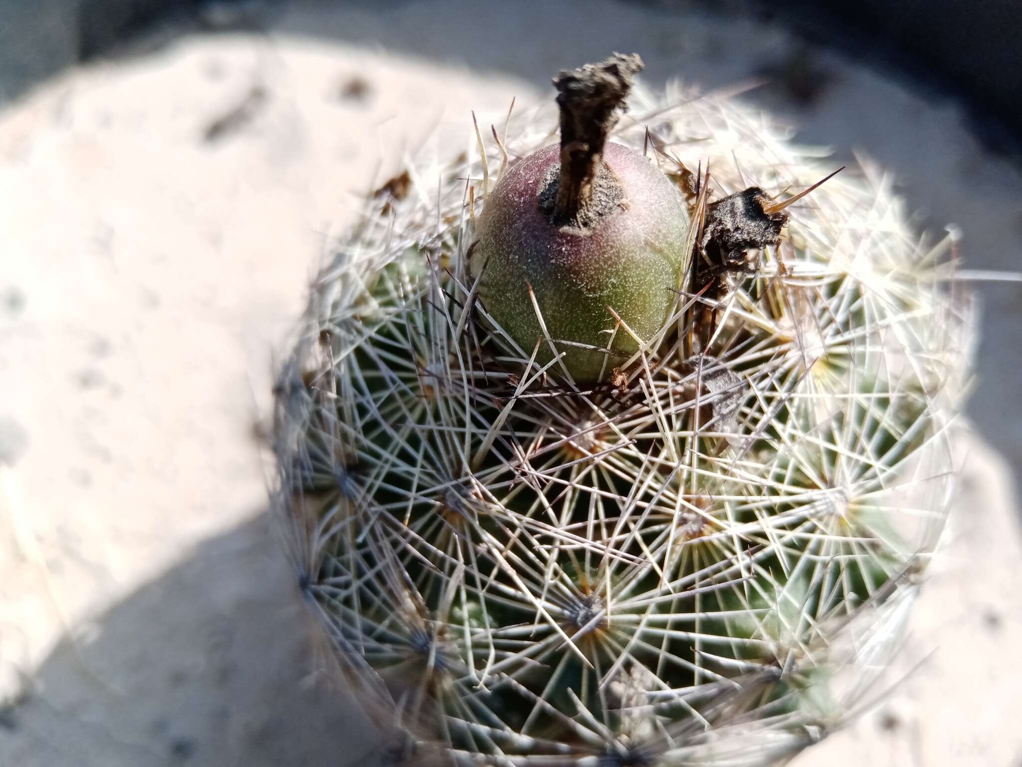 Image of Coryphantha pseudoechinus Boed.