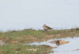 Image of Calidris alpina schinzii (Brehm, CL & Schilling 1822)