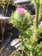 Image of clustered thistle