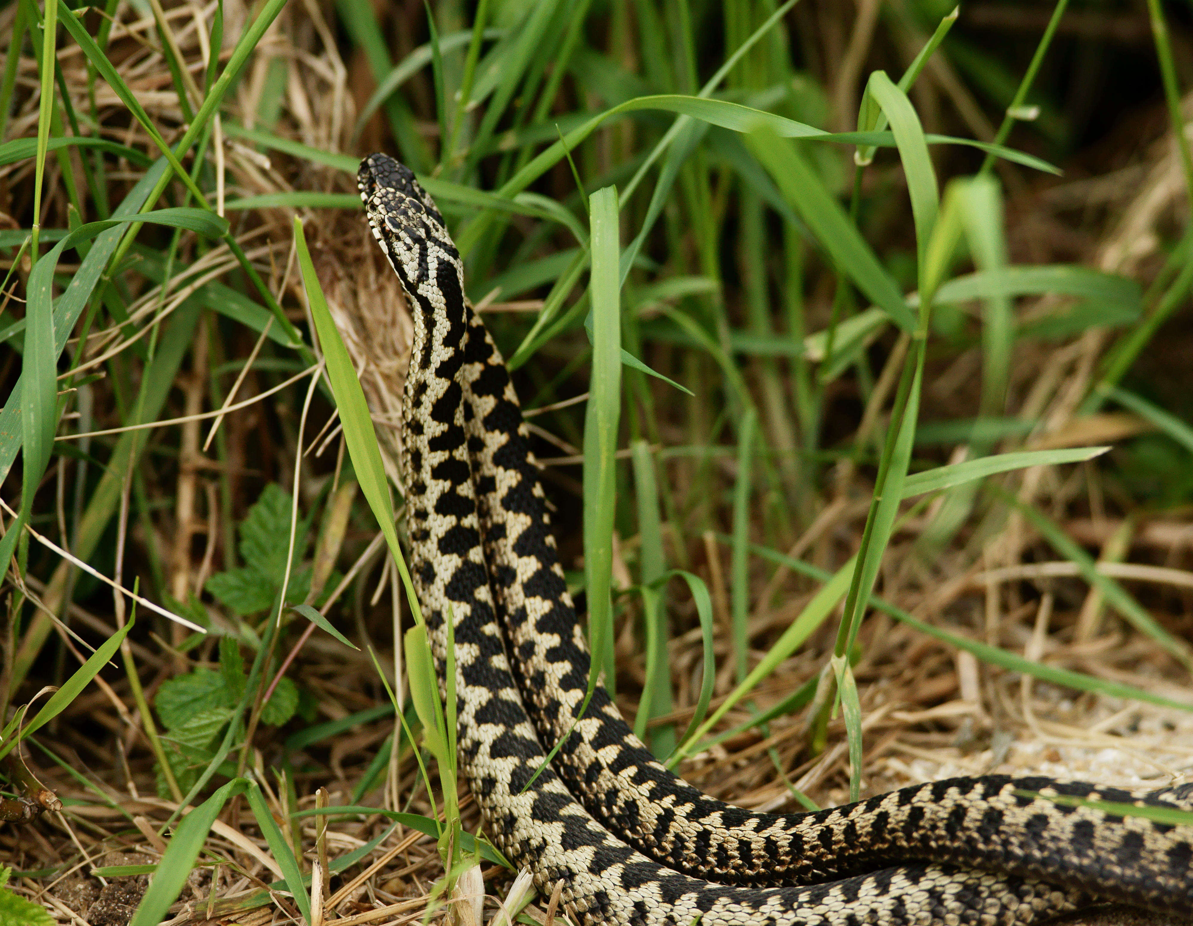 Image of Adder