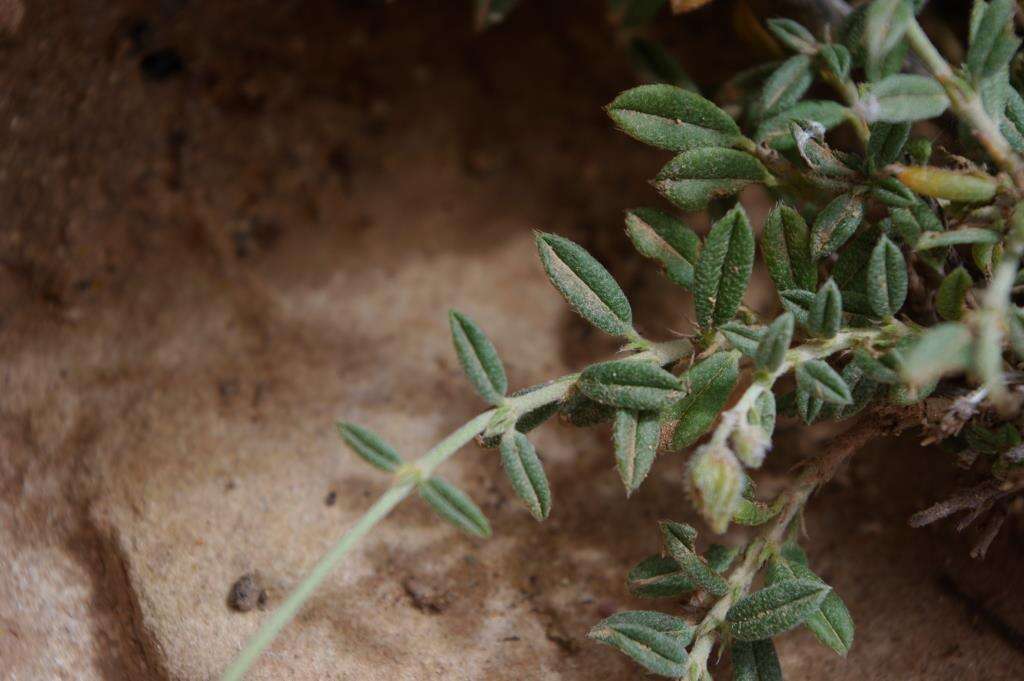 Helianthemum ruficomum (Viv.) Sprengel resmi