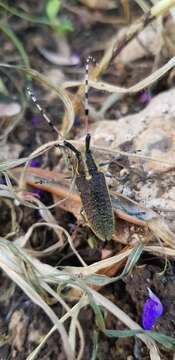 Image of Agapanthia (Epoptes) pustulifera Pic 1905