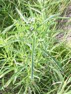 Image of Chinese yarrow