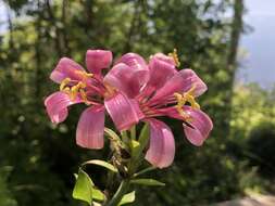 Image of Cascade lily