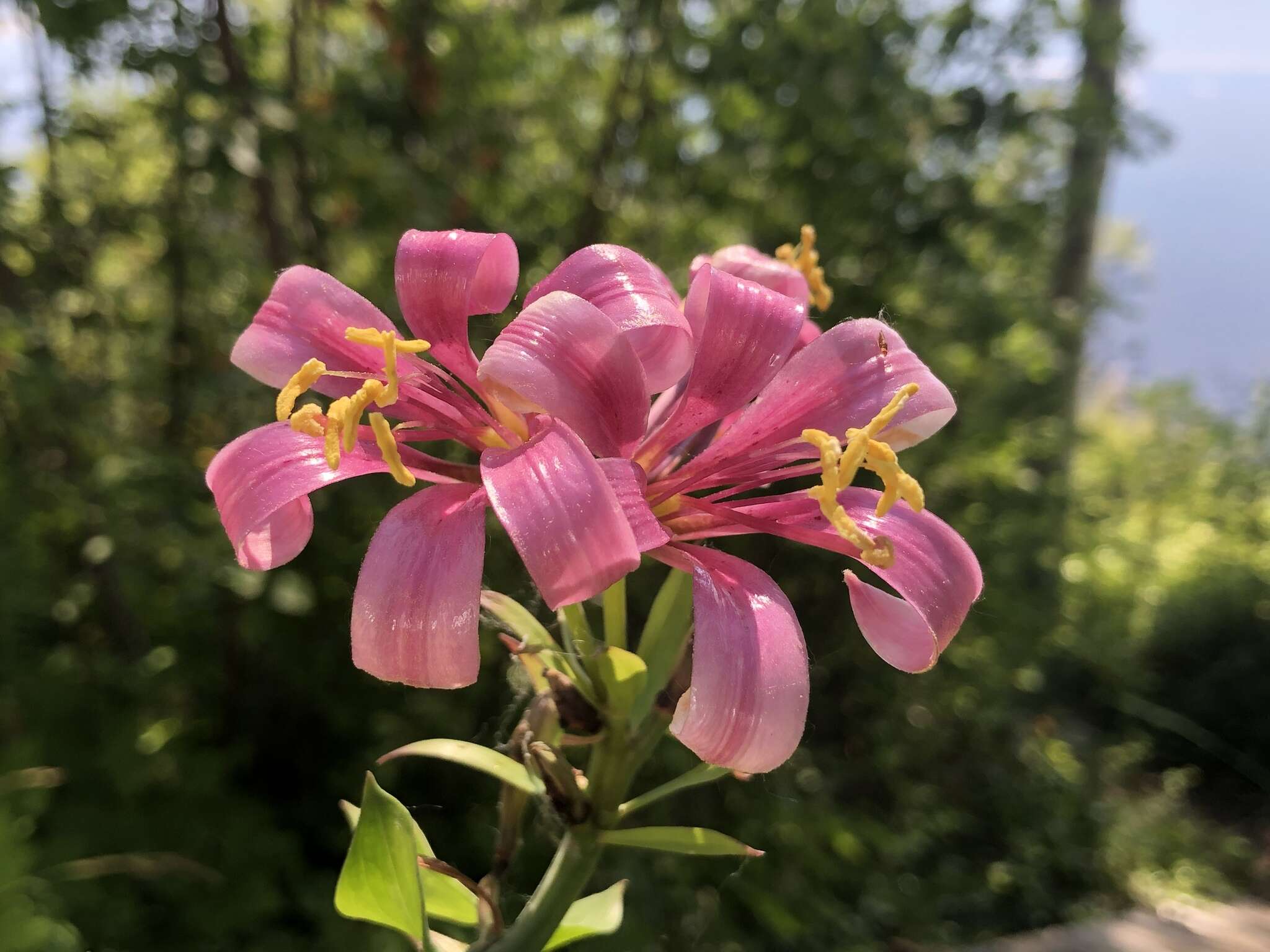 Image of Cascade lily