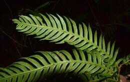 Image of Woodwardia spinulosa Mart. & Gal.