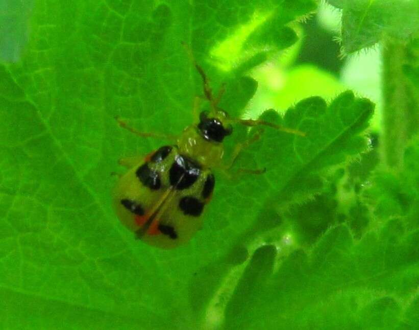 Слика од Cerotoma ruficornis (Olivier 1791)