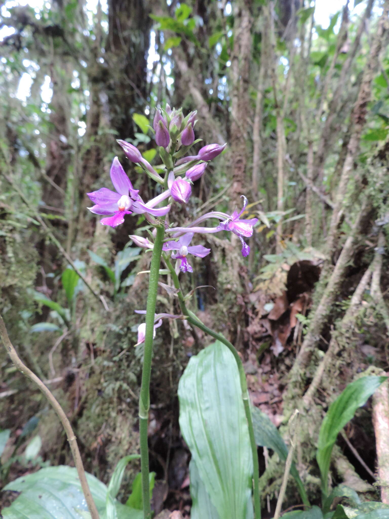 Image of Calanthe sylvatica (Thouars) Lindl.