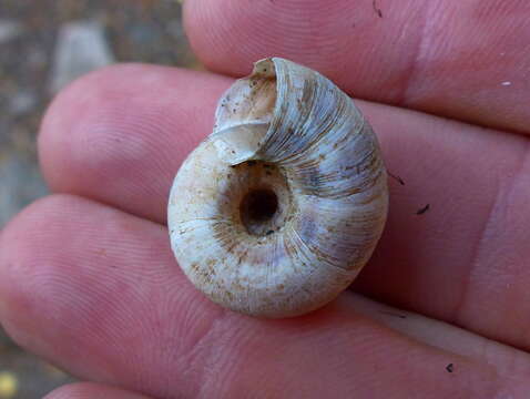 Image of <i>Oreohelix strigosa depressa</i> (Cockerell 1890)