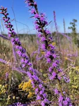 Image of grassleaf gayfeather