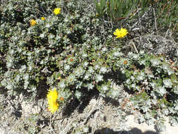 Image of Berkheya coriacea Harv.