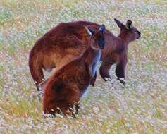 Macropus fuliginosus (Desmarest 1817) resmi