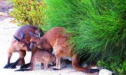 Macropus fuliginosus (Desmarest 1817) resmi