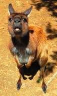 Image of Kangaroo Island Western Grey Kangaroo