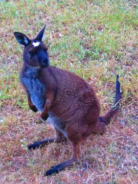 Image of Kangaroo Island Western Grey Kangaroo