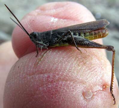 Image of Common Field Grasshopper