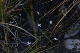 Image of Stylidium guttatum R. Br.