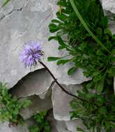 Image of Heart-leaf Globe Daisy