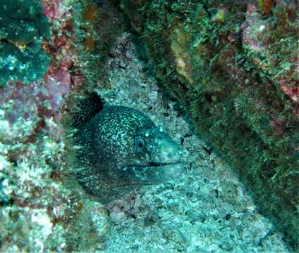 Image of Hourglass moray