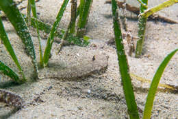 Image of Risso’s Dragonet